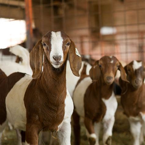 Osu To Participate In Study To Improve Meat Goat Production Oklahoma