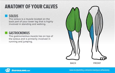 6 Lessons That Will Transform Your Calves Calf Exercises Anatomy