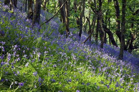 Bluebell Wood Stock Image C0012806 Science Photo Library