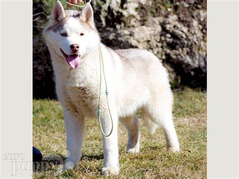 Demon Snow Dog Siberian Husky Puppy For Sale Euro Puppy