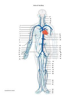 Electrical properties of the heart. Veins of the Body Assessment or Worksheet | Arteries ...