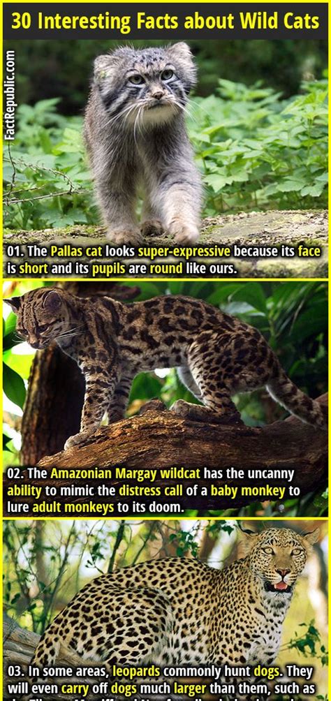 30 interesting facts about wild cats fact republic cat facts wild cats fun facts