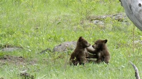 Bear Cubs Play Fight Each Other Youtube