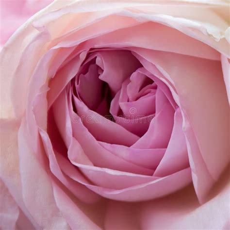 Pink Rose Close Up Stock Image Image Of Delicacy Card 104088061