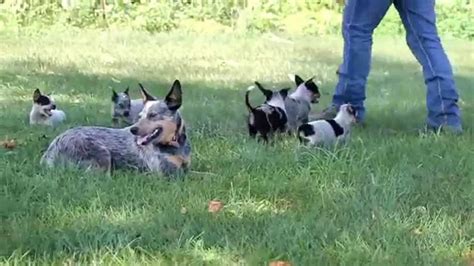 She is new to the world and growing daily. Blue Heeler Puppies For Sale Florida | Top Dog Information