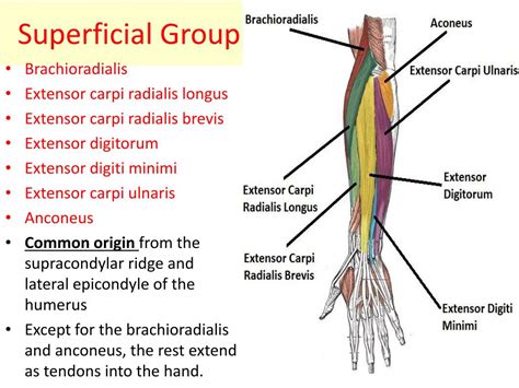 Ppt Muscles Of The Forearm Powerpoint Presentation Free Download