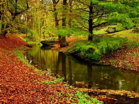 Autumn Landscape River Forest Fallen Leaves Red Hd Wallpaper 1379