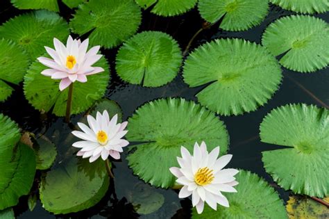 Aquarium plants are used by fish for any number of things, including safety, comfort, food, and reproduction, so they're vital to any healthy aquarium. Science Review of Plant Adaptation | Free Homework Help