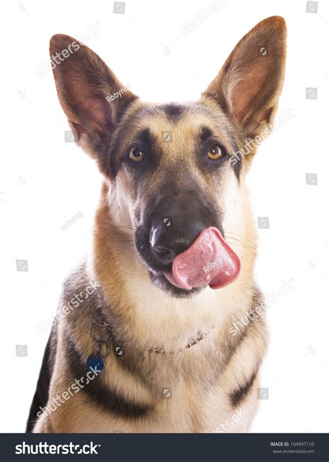 German Shepherd Dog Licking Mouth Head Stock Photo 104997110 Shutterstock