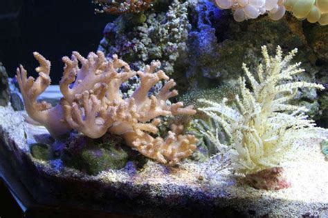 Photo 2 This Is A Christmas Tree Coral And Devils Hand