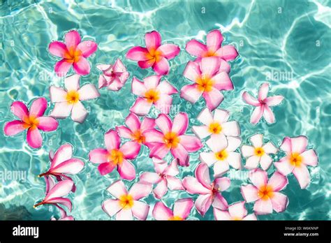 Tropical Flowers Frangipani Plumeria Leelawadee Floating In The Water The Spa Pool Peace And