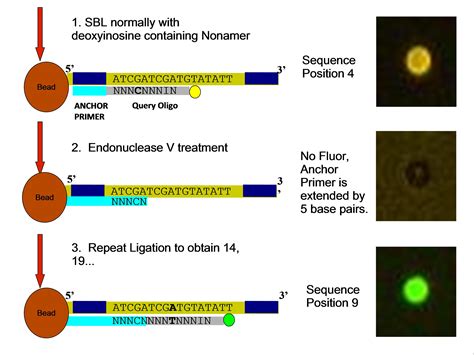 Highlight Photo Sequencing By Ligation Variation With Endonuclease V