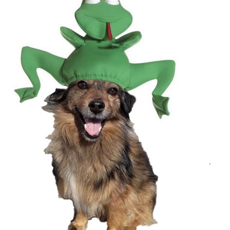 Posting My Dog Wearing Funny Hats Until Yub Notices Me Day 1 Yub
