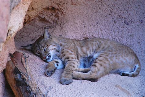 Bobcat Animal Facts Infobarrel