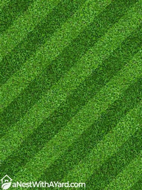 Most Efficient Mowing Pattern For Your Lawn In 2024
