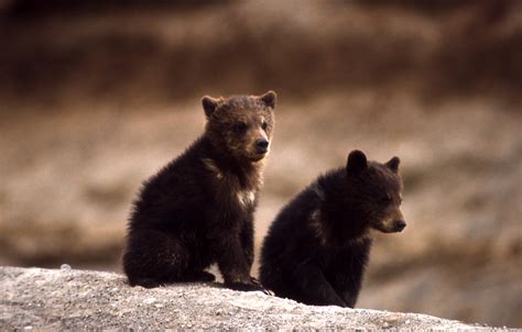 Filegrizzly Bear Cubs
