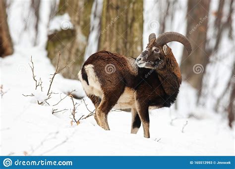 Male Mouflon Ovis Musimon Standing In Winter Forest With Snow Stock