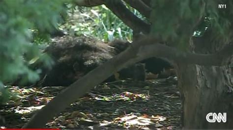 Mystery Bear Cub Found In Central Park Seems To Have Been Hit By A Car
