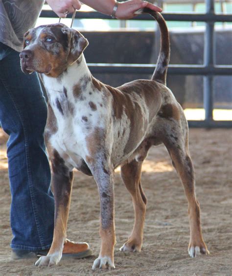 Red Leopard Catahoula His Name Is Raptor Big Dogs I Love Dogs Dogs