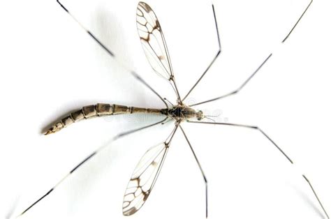 Macro Of Mosquito On White Background Stock Photo Image Of Human