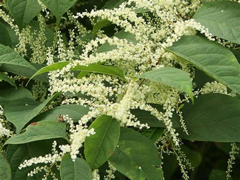 🏡 What Does Japanese Knotweed In June Look Like Explained
