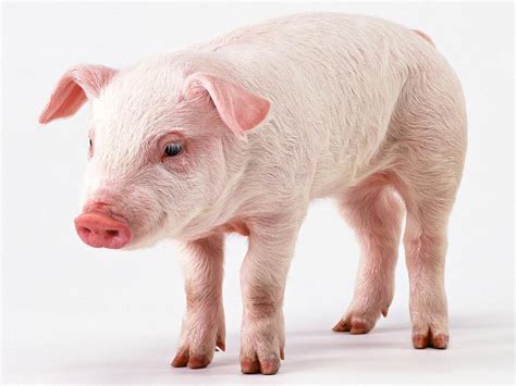 Pig Wallpapers Pets Cute And Docile