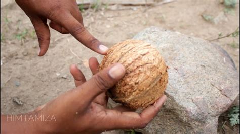 How To Open Coconut Without Any Tool Simple Technique Youtube