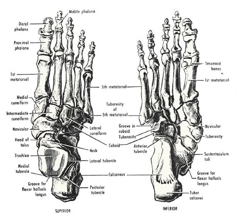 The Body Fig Bones Of The Right Foot Click For High Resolution Image Anatomy Bones