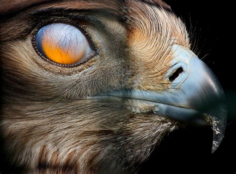 Free Images Nature Bird Wildlife Beak Mammal Fauna Close Up