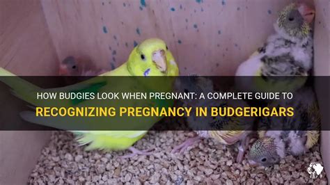 How Budgies Look When Pregnant A Complete Guide To Recognizing