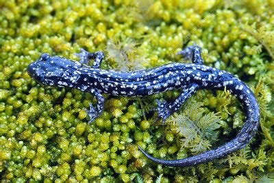 Kentucky Salamander Stock Image Z Science Photo Library