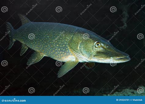 The Northern Pike Esox Lucius Stock Image Image Of Depth Bass