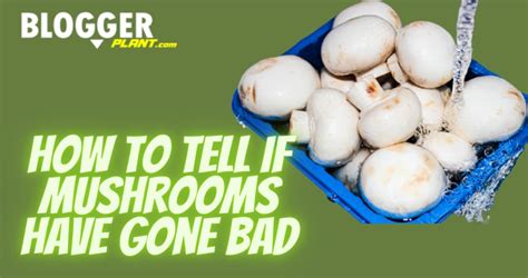 How To Tell If Mushrooms Have Gone Bad