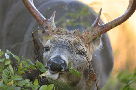 What Do Deer Eat Deer Ecology And Management Lab Mississippi State