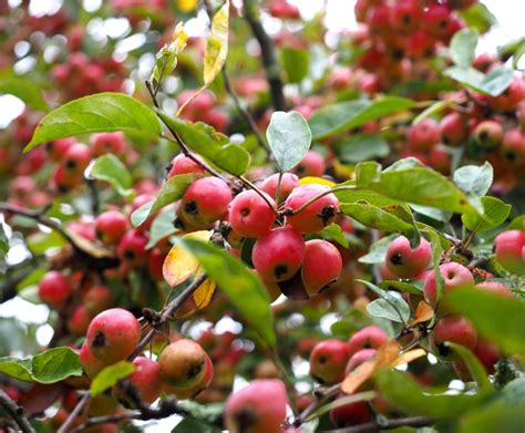 These days, most apple trees aren't grown from seed, but that doesn't mean you can't try. Ornamental apple tree - pruning and care for crab apple ...