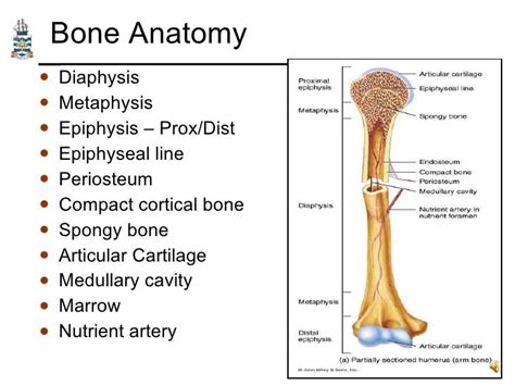 Long Bone Anatomy Metaphysis