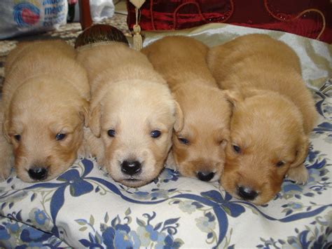 Sweet, lovely and adorable golden retriver family! New Study Looks To Explain Higher Cancer Risk in Golden Retrievers - All Pet News