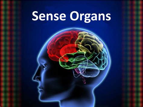 PPT - Sense Organs PowerPoint Presentation, free download - ID:2422005