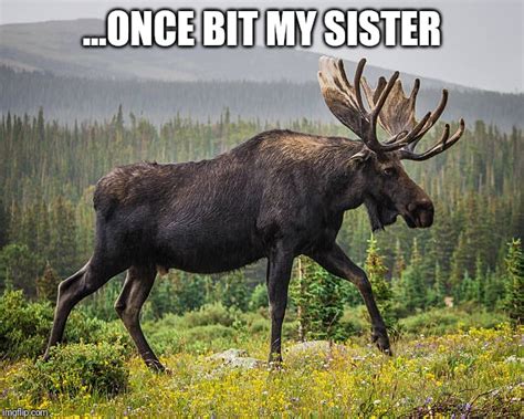 A moose bit my sister once. The majestik moose : HolyGrailMemes