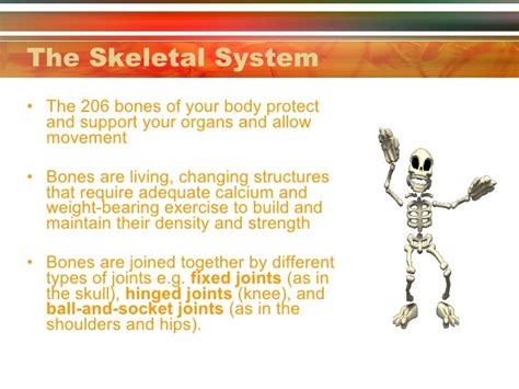 Principles Of Ap 1112 Session 1 Skeletal System