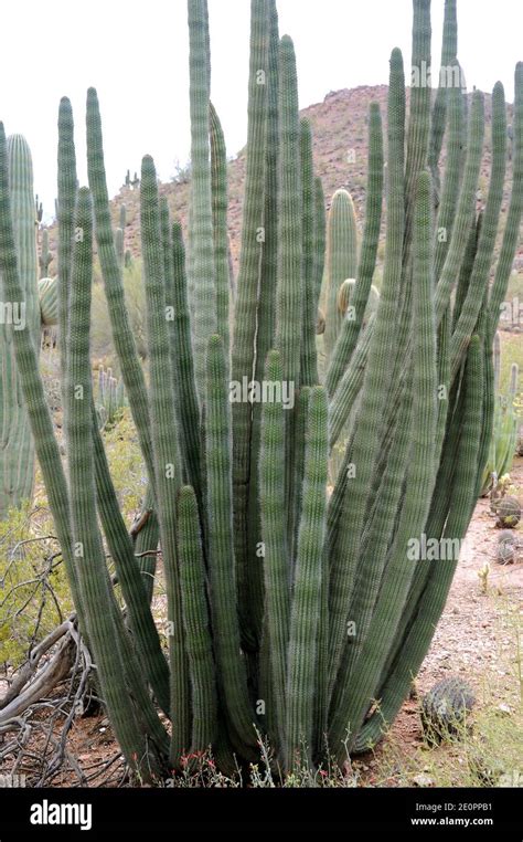 Organpipe Cactus Stenocereus Thurberi Is A Columnar Cactus Native To