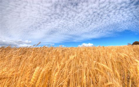 Online Crop Grain Field Field Sky Clouds Landscape Hd Wallpaper