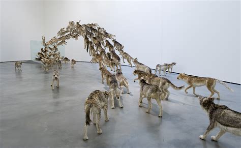 Cai Guo Qiangs Head On 99 Wolves Crash Into A Glass Wall