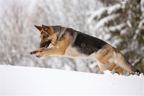 German Shepherd Running In The Snow Stock Image Image Of Enjoy Jump