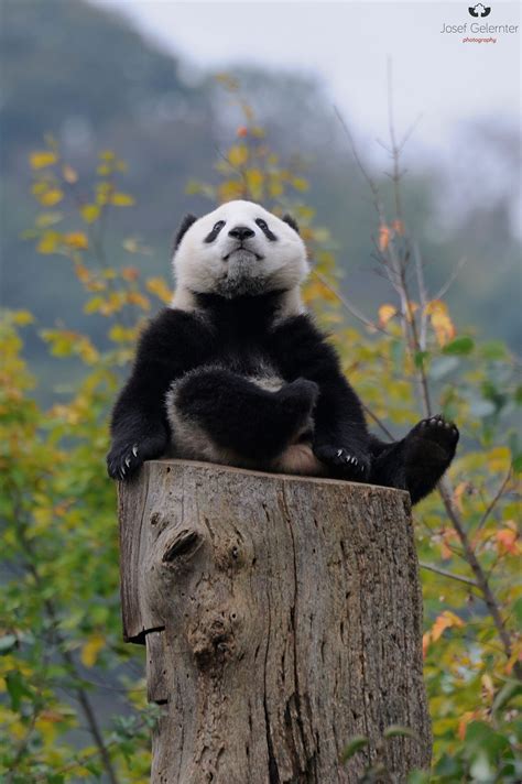 Panda Autumn King By Josef Gelernter Panda Bear Animals Beautiful Panda