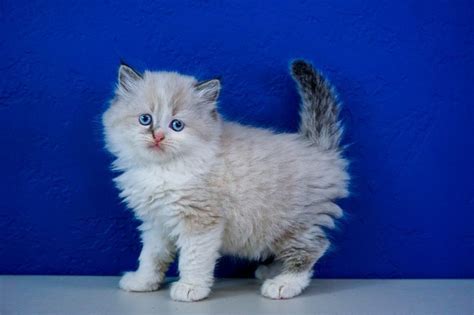 Beautiful canadian sphynx kittens we have 6 amaizing canadian sphynx for sale. Ragdoll Kittens for Sale Near Me | Buy Ragdoll Kitten ...