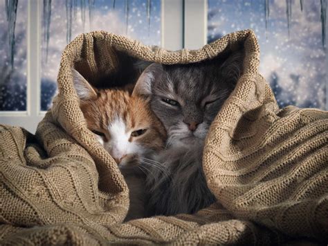 How Can I Keep My Cat Warm During Winter Cat Lovster