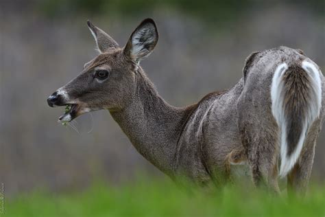 Cerf De Virginie White Tailed Deer Parc National Du Bic Flickr