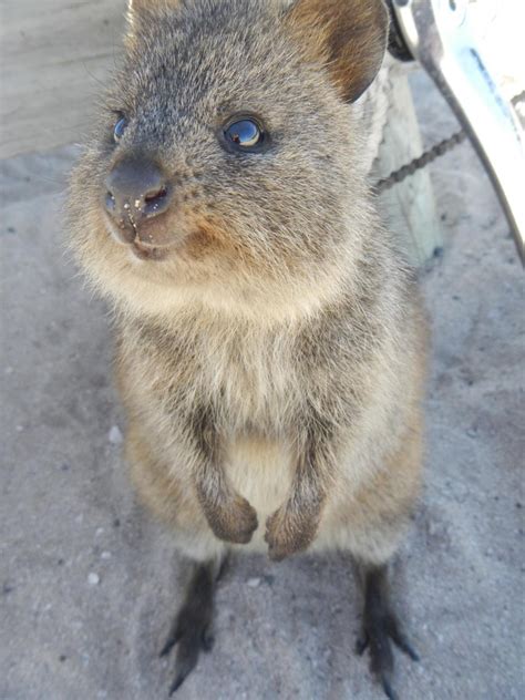 Fun Facts About Cute Animals Quokka Edition Explore