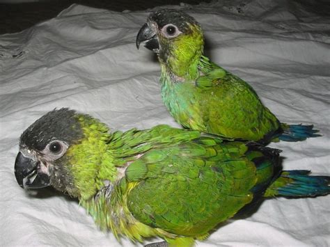 Nanday Conure Facts Care As Pets Temperament Pictures